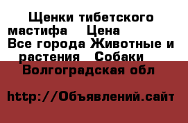 Щенки тибетского мастифа. › Цена ­ 30 000 - Все города Животные и растения » Собаки   . Волгоградская обл.